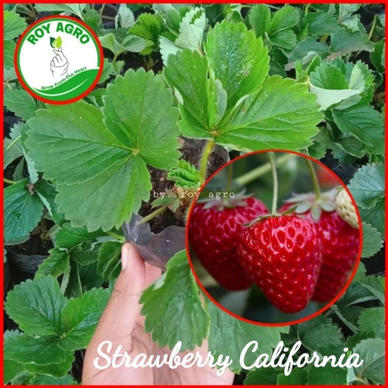Bibit Strawberry California strawberry jumbo genjah strawberry dataran rendah sampai tinggi