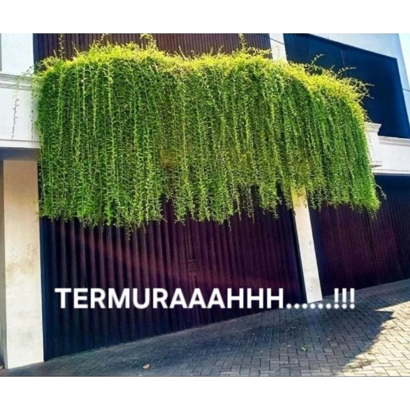 Tanaman Hias Juntai Lee Kwan Yew Bibit Fresh Cut