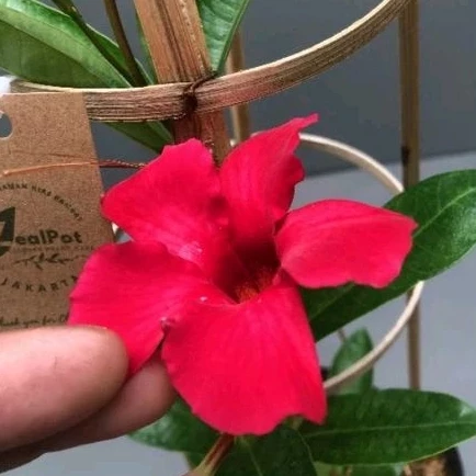 Tanaman Hias Rambat Mandevilla Merah Rajin Berbunga