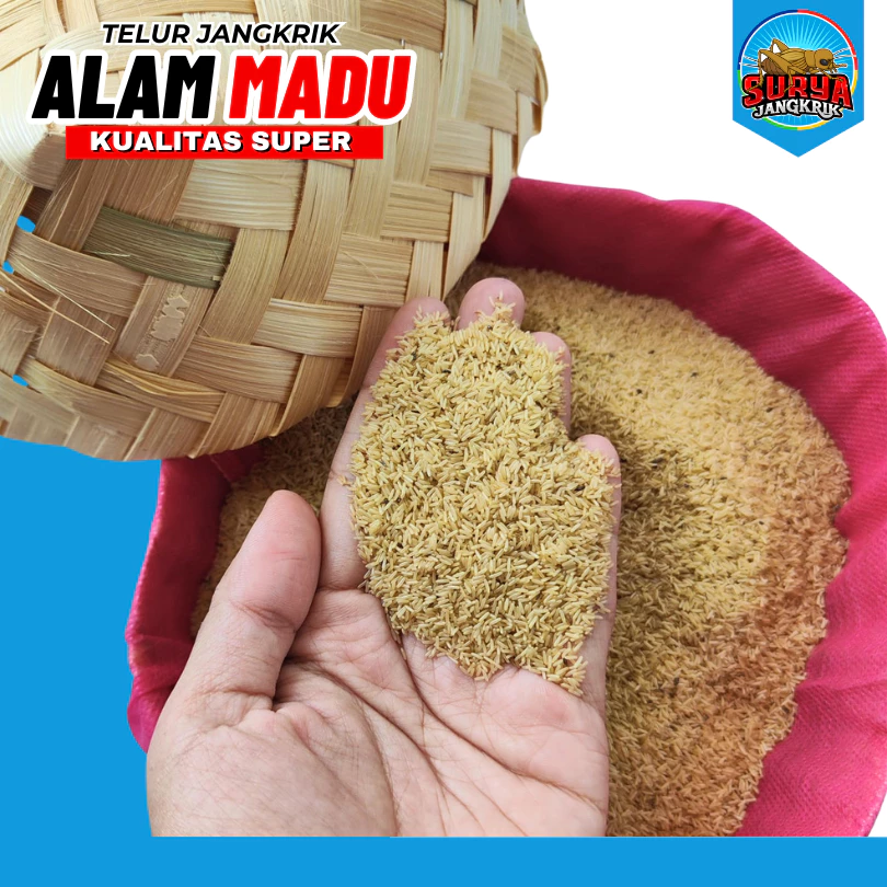 jual telur jangkrik alam madu super jual telur jangkrik banjarmasin 1 kg