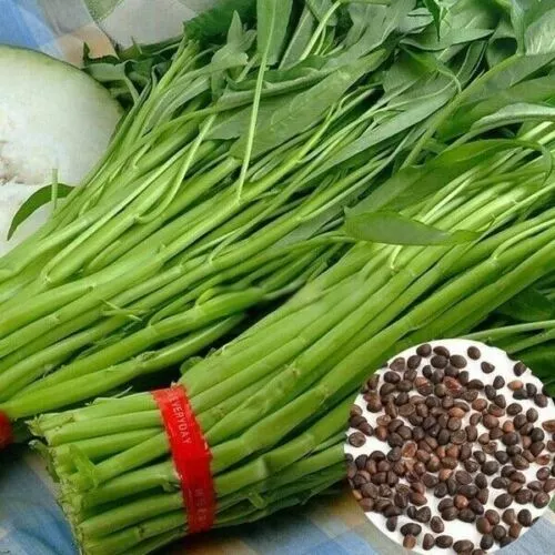 Benih Kangkung Shopee