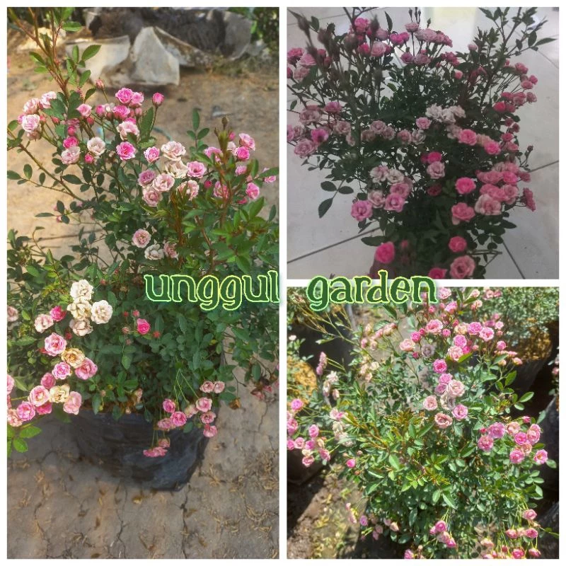 Bunga Mawar Babyrose Pink Mawar Mini Indukan Rimbun