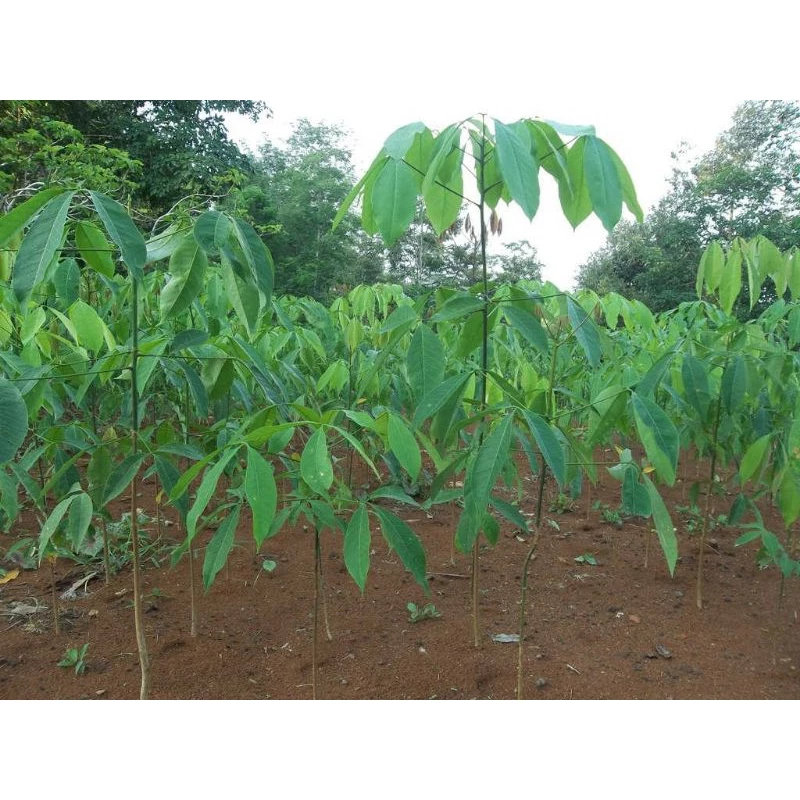 Bibit Karet Unggul PB260