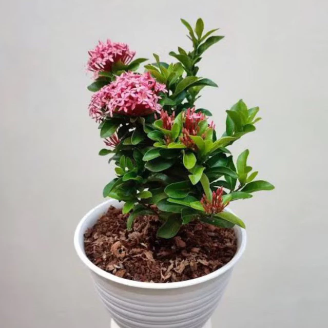 ( RIMBUN ) Tanaman Hias Asoka Bunga Pink Tanaman Hidup Soka Jambon Pink / Bunga Hias Asoka Bunga Pink / Tanaman Indoor Outdoor Asoka Pink