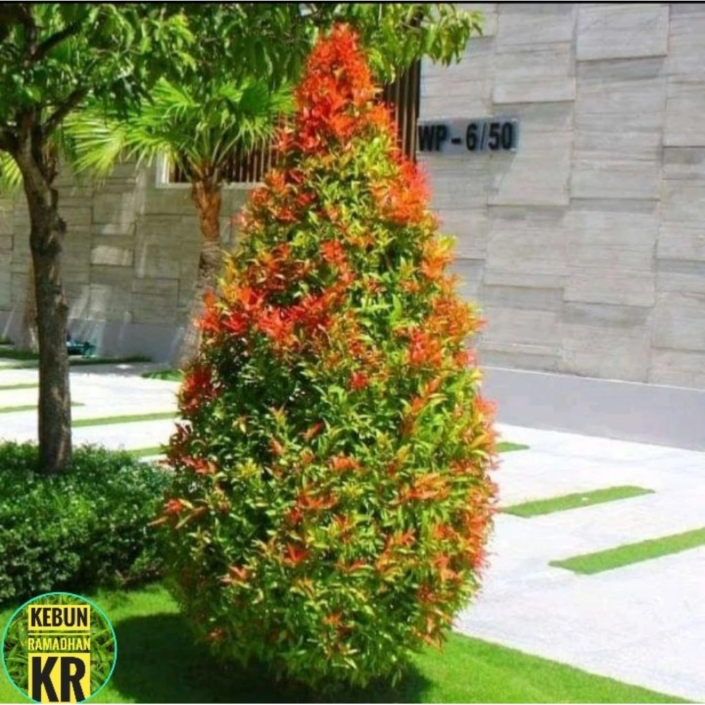 Tanaman Hias Pucuk Merah 40-50Cm Berkualitas