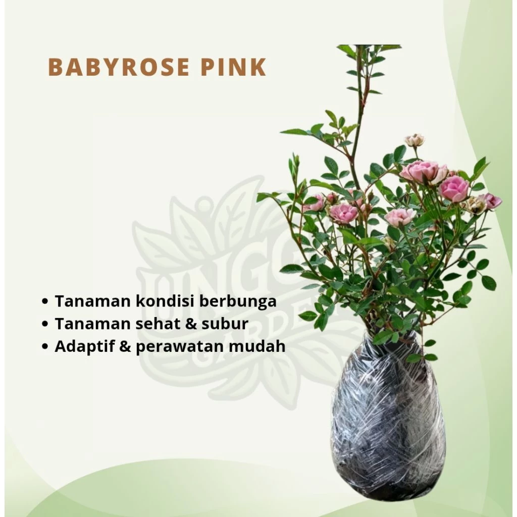 Bunga Mawar Babyrose Mawar Mini Sudah Berbunga