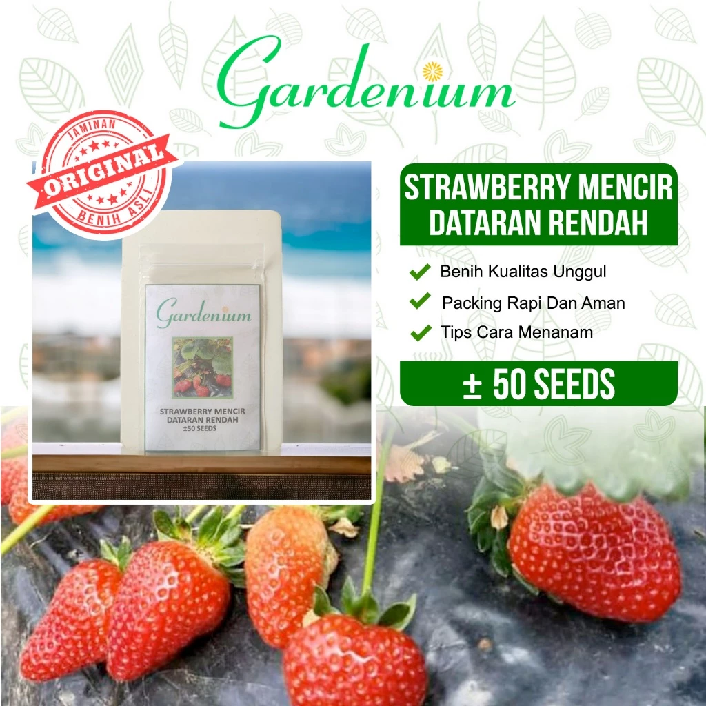 GARDENIUM Benih Strawberry Mencir Dataran Rendah Stroberi Unggul