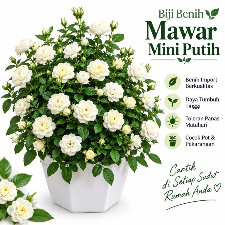 Biji Bunga White Mini Rose Seeds Mawar Mini Putih (Isi 5 biji)