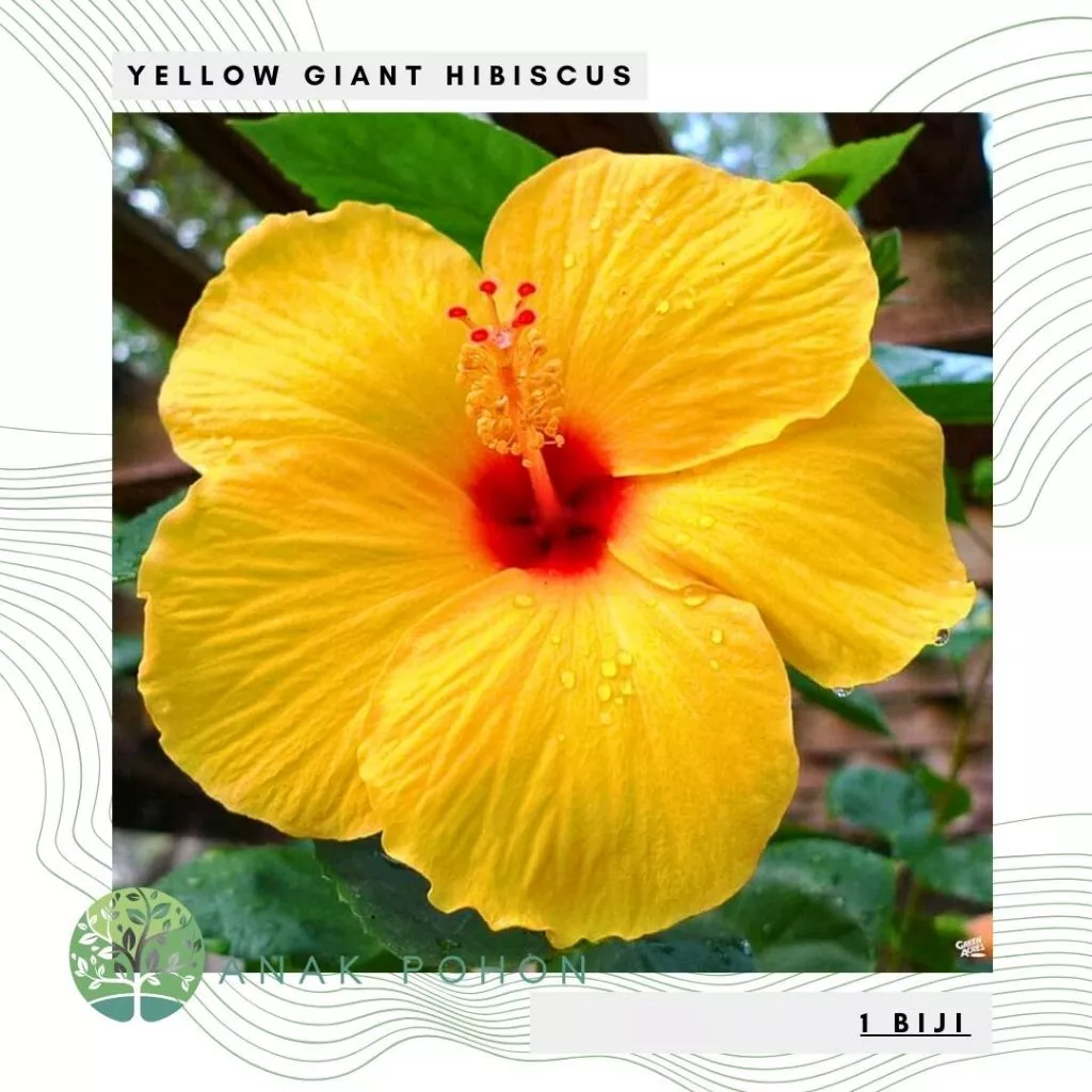 Benih Bunga Yellow Giant Hibiscus Kembang Sepatu Raksasa