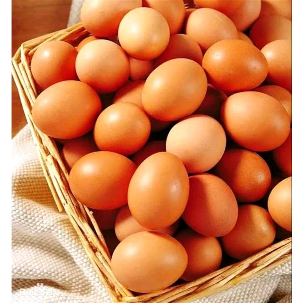 Instan Telur ayam Ras ready banjarbaru landasan ulin