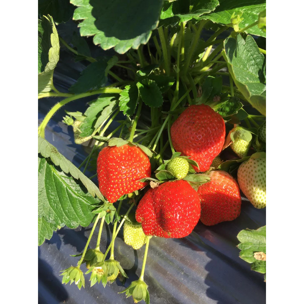 Bibit Strawberry Mencir Ichanking Berbuah Besar Jumbo Manis Siap Tanam / Bibiit Tanaman Strawberry Super Dataran Rendah Unggul Berbuah Cepat