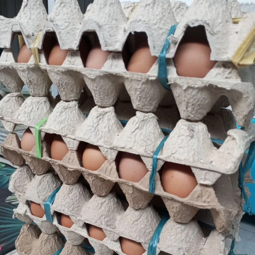 Banjarmasin Telur Ayam Lokal Omega Instan Kalimantan Selatan 1kg