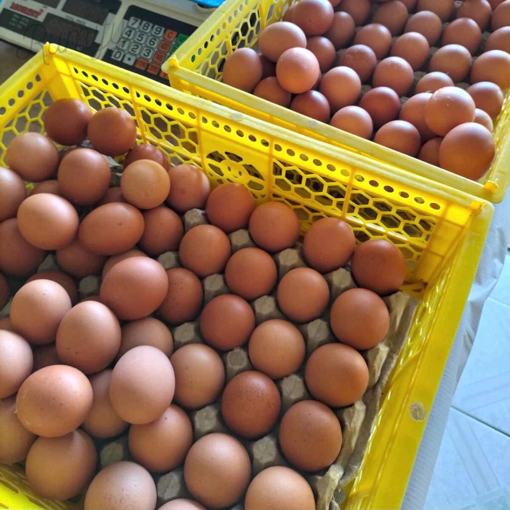 TELUR AYAM 1 KG DIKIRIM HARI INI KHUSUS INSTANT BANJARMASIN | RUMIFY