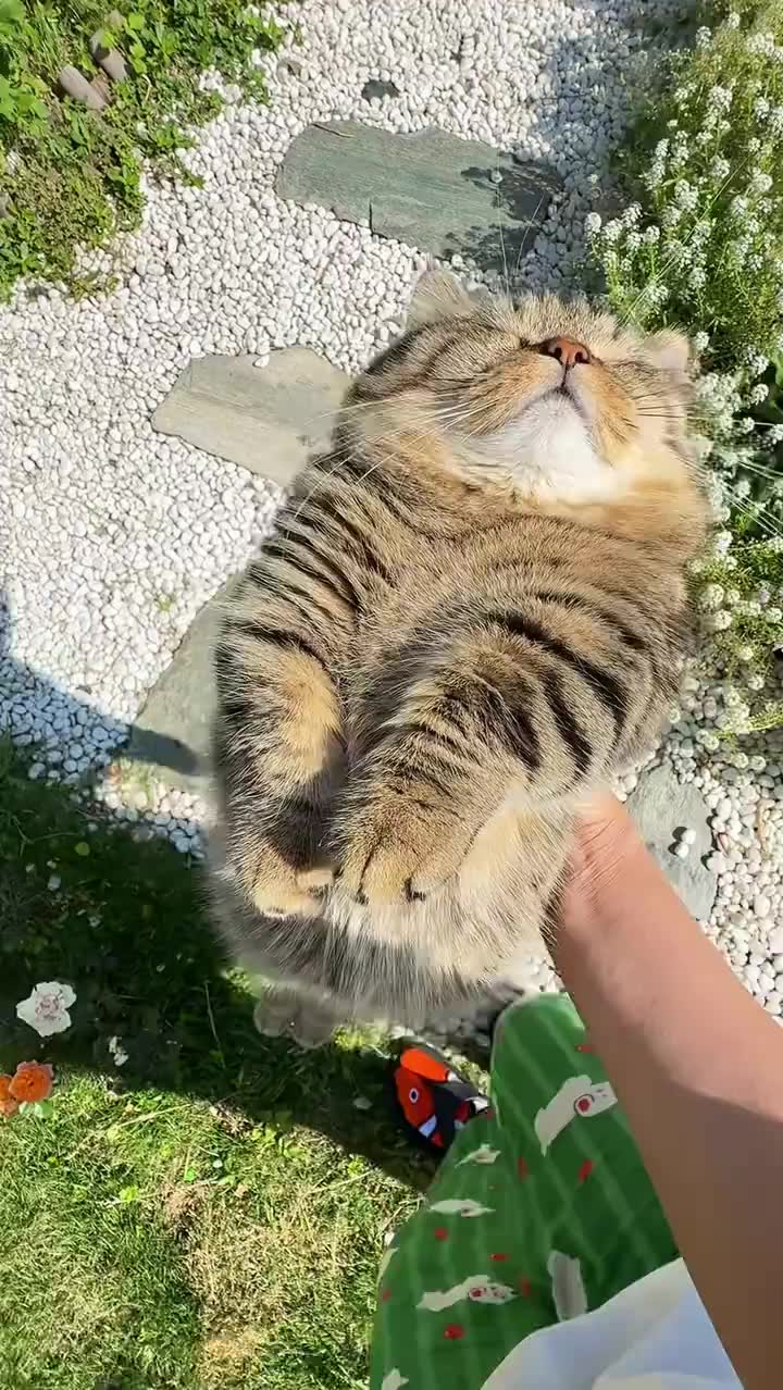 The sun is coming out. #foryou #cat #cats #catlover #cute