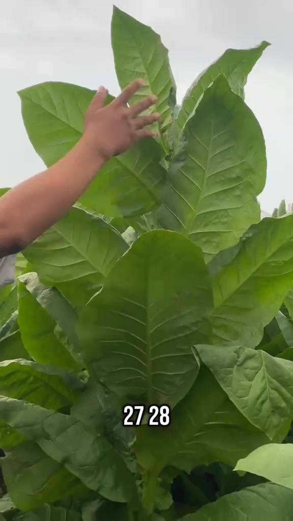 Checkout sekarang dari Keranjang Oren ☝️