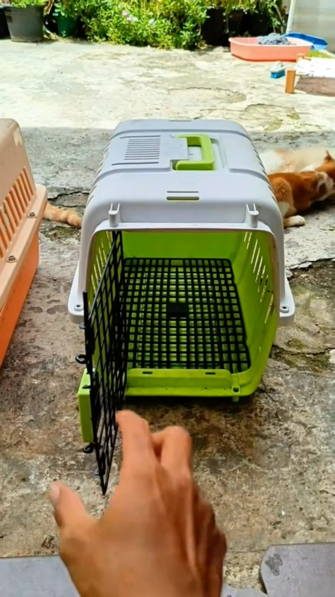 Kotak Udara Kucing #kotakudara #kotakudarakucing #kotakudarajing #kotakudarakucingdananjing #kotakudarahewan #kotakudarapengendara #kotakudarapengguna