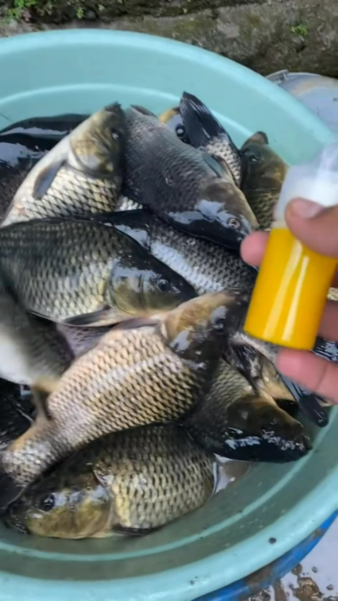 Essen Ikan Mas Harian Galatama & Kilogebrus 30 ML #essenikanmas #hariangalatama #kilogebrus #pupukikantilumpia #pupukikankaki #pupukikancemara