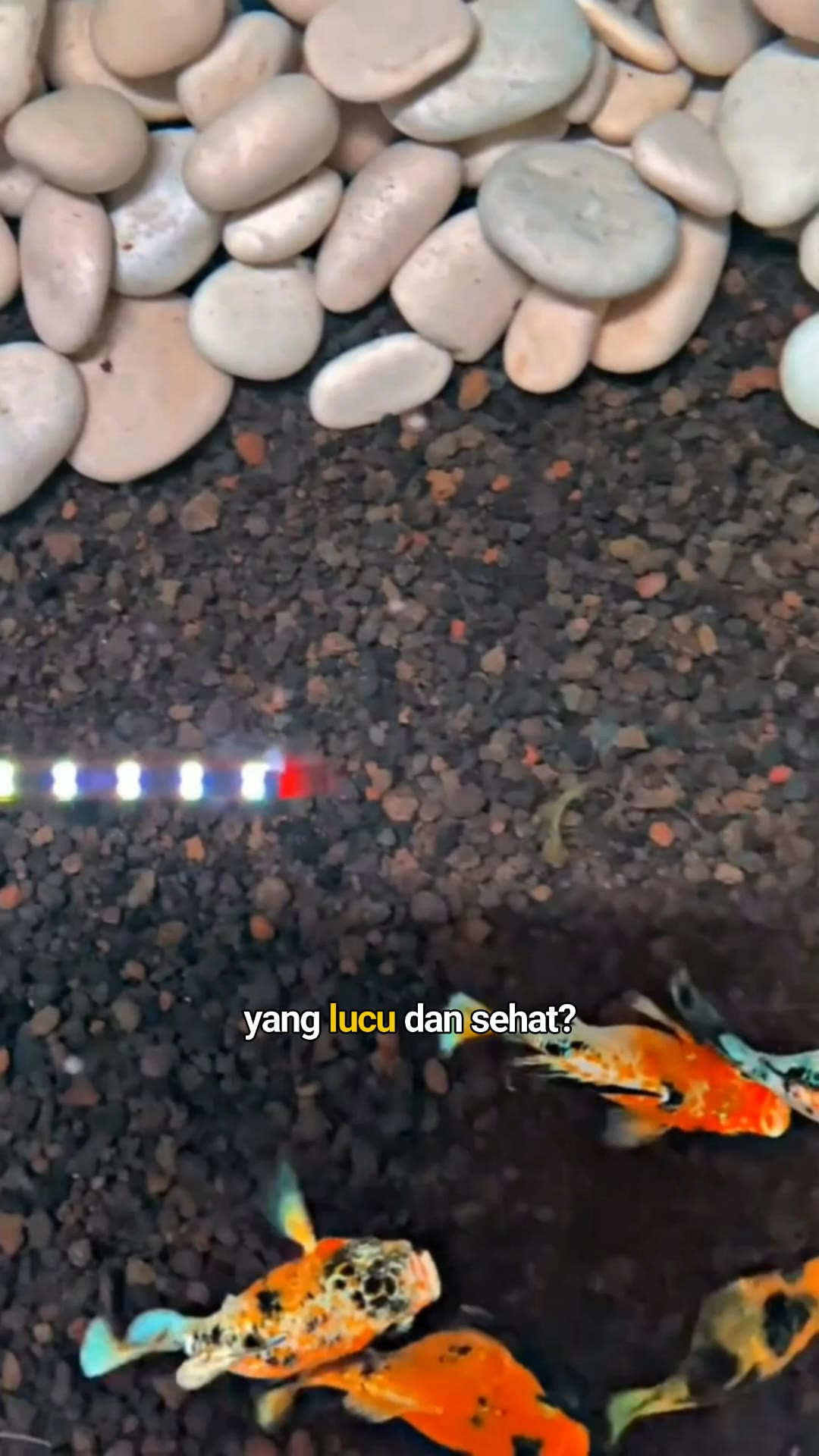 molly #mollyfish #mollyfishindonesia #mollyfishlove #mollyfishlucu #mollyfishmurah #mollyfishvideos #mollyfishcare #mollyfishbreeder
