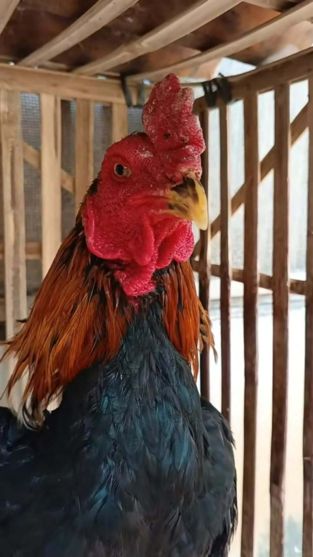 Obat Herbal Ayam Gallo Ptehol #obatayam #gallo #obatherbal