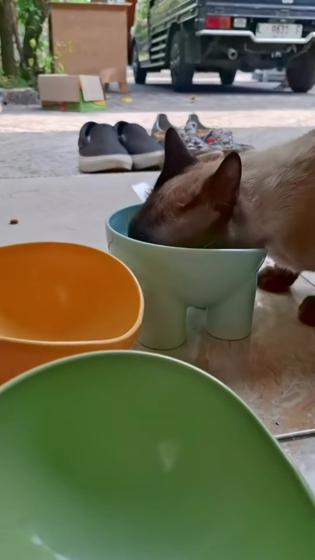 makanan kucing ga di ganggu #racunshopee #SpillRacunShopee #mangkokkucing