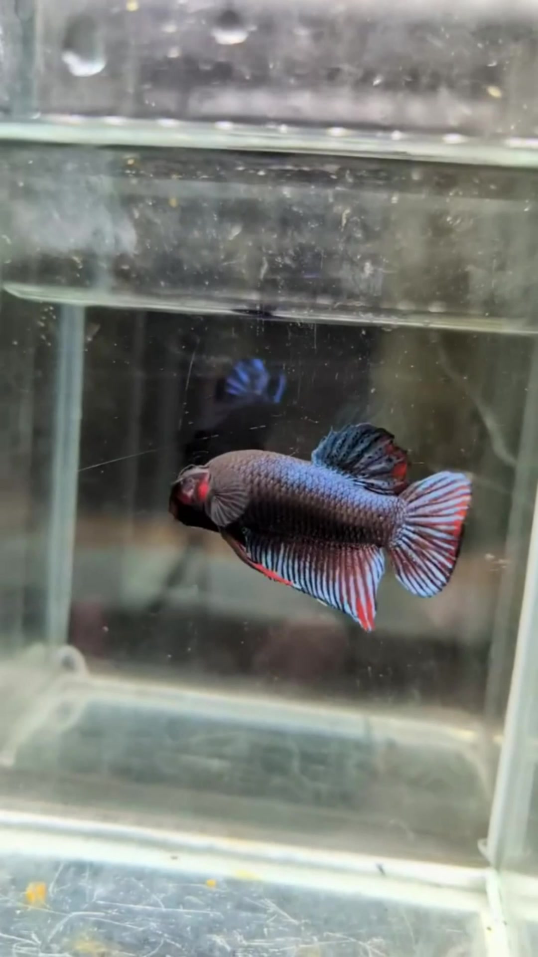 paket 25 ekor betta silangan mds jantan #bettafish #koi #RacunShopee