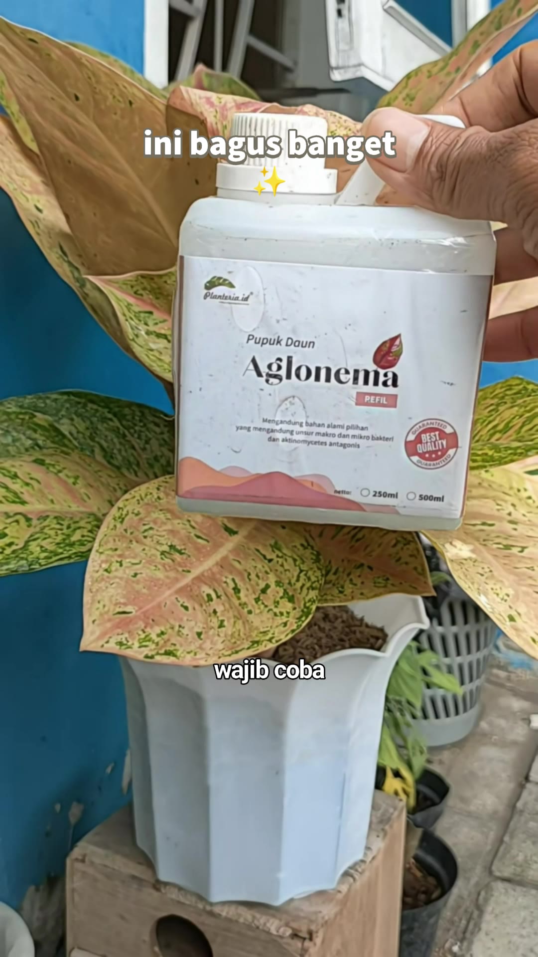 Pupuk Aglonema Refill 1 Liter - Daun Lebat, Sehat dan Menor #pupukaglonema #pupukaglonemamurah #pupukaglonemacearifarm