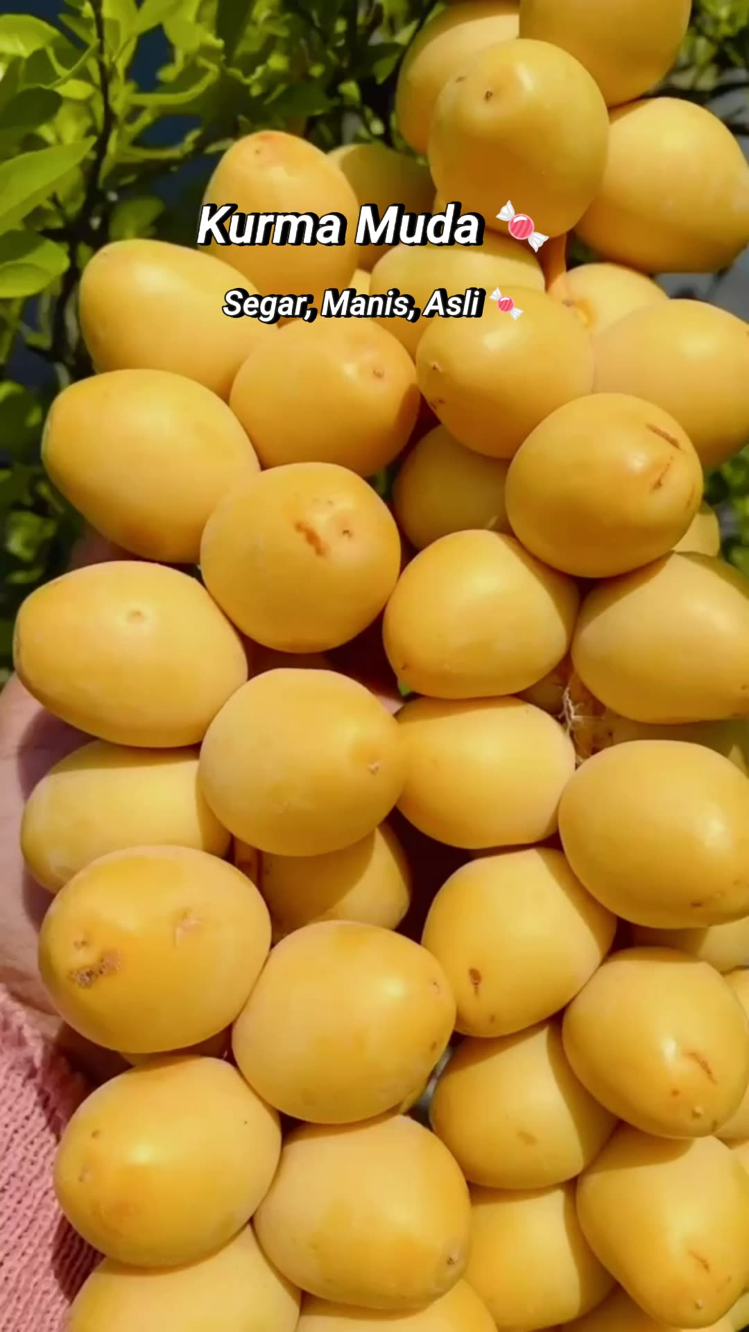 kurma muda #kurma #kurmatahai #kurmmuda