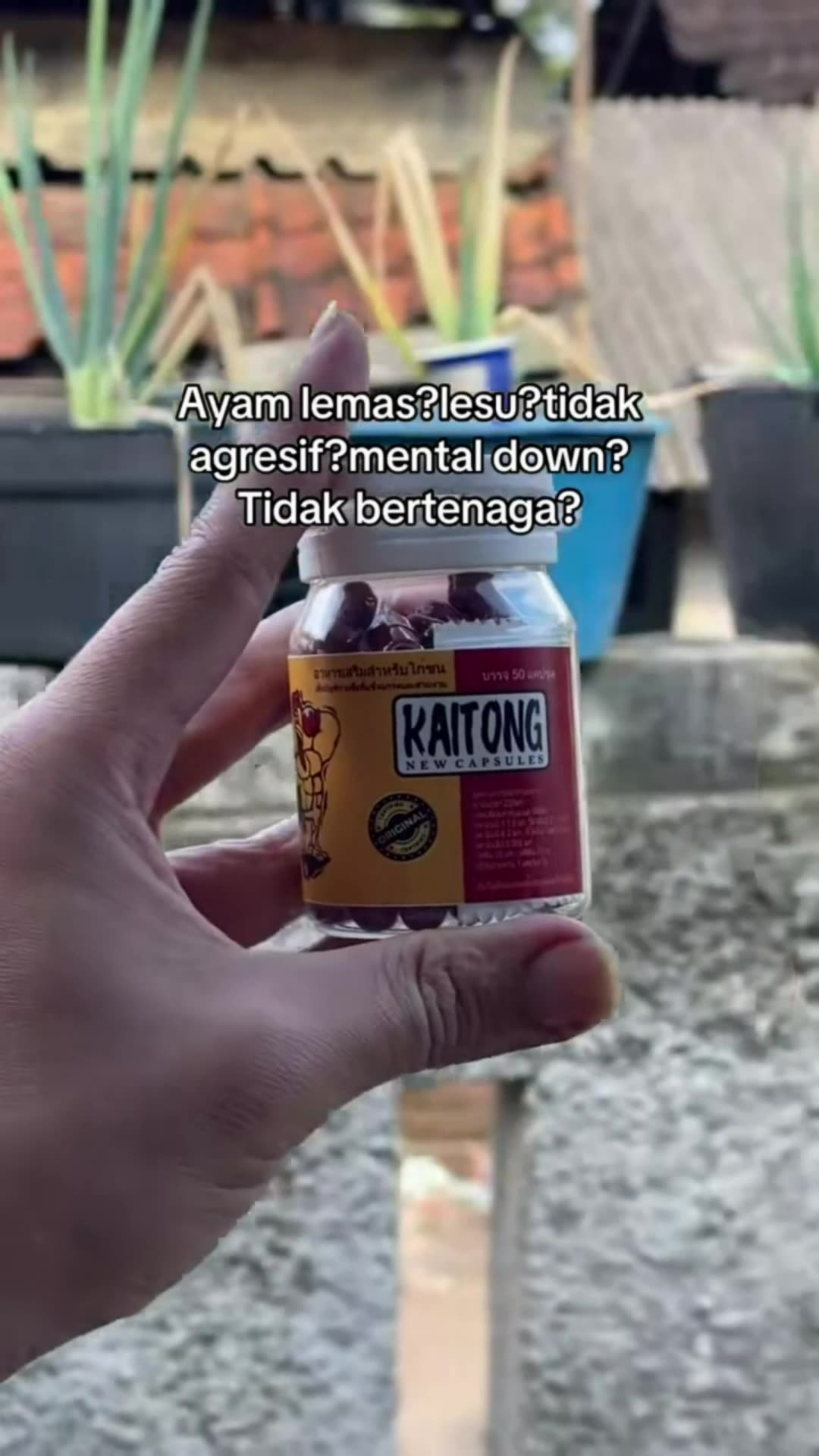 Mancing kaitong #dopingayam #kaitong #ayam #doping