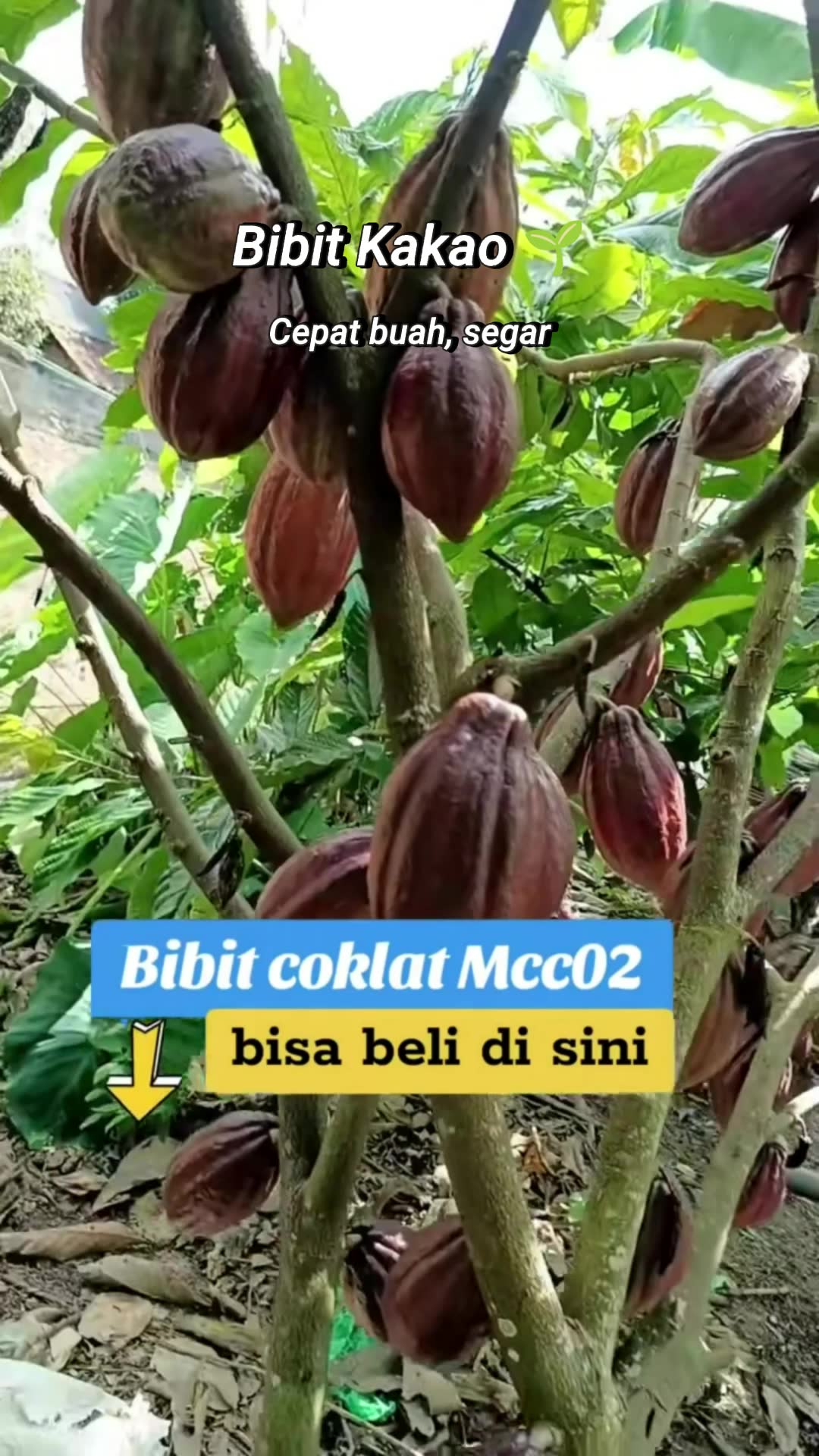 #RacunShopee #SpillRacunShopee #ViralDiShopeeVideo #DiskonRacunShopee #GratisOngkirRP0 #GakNyeselBeliIni #bibitkakaosuper