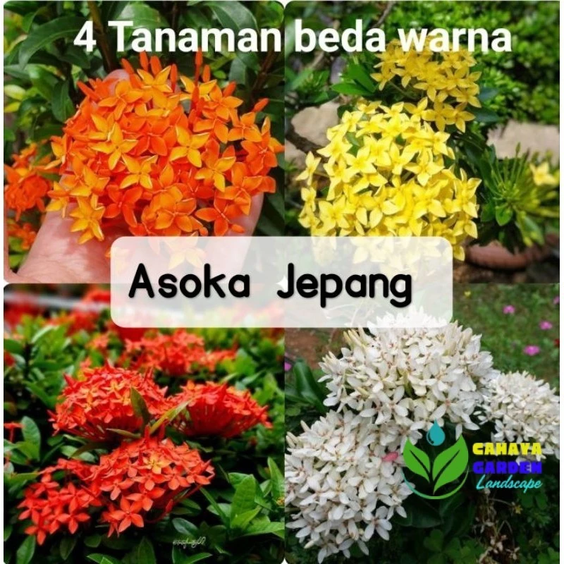 ( BISA COD ) Tanaman Asoka Jepang Bunga Hias Asoka Varian Warna / Tanaman Hidup Asoka Jambon Bibit Tanaman Soka Jambon