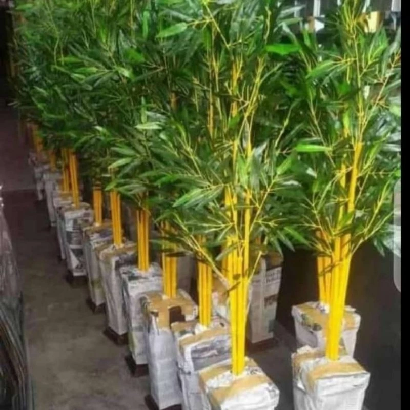 Bibit Tanaman hias bambu kuning siap tanam persatu bibit berkualitas