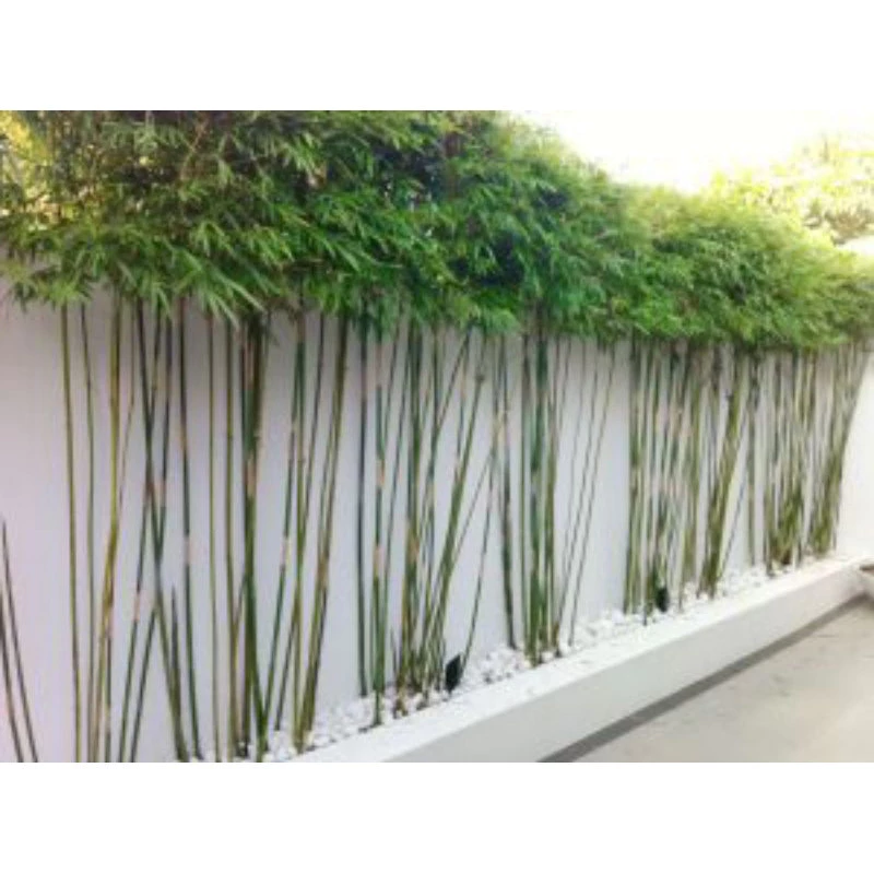 Paket Bibit Bambu Jepang 10 Pohon Premium