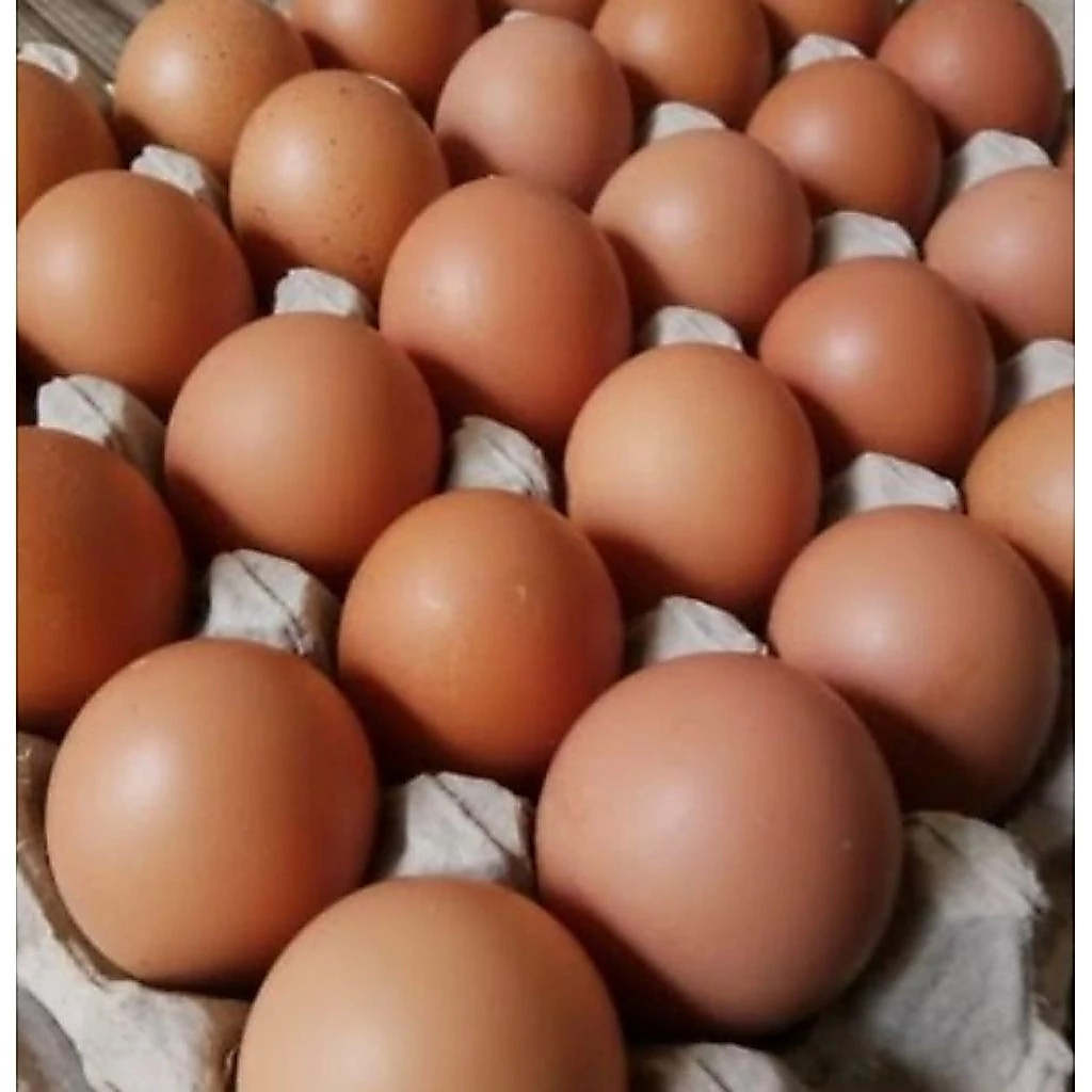 ( DIKIRIM HARI INI ) Banjarmasin Telur Ayam Negeri Murah - Segar, Berkualitas, Tinggi Protein